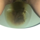 A very cute girl shits a short hanging log into the toilet from under ass. Brief, but nice clip. Filmed from a between the legs perspective. Vertical format video. Under half a minute.